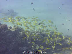 The Hawaiian reefs are some of the most amazing places on... by Tony Kripotos 